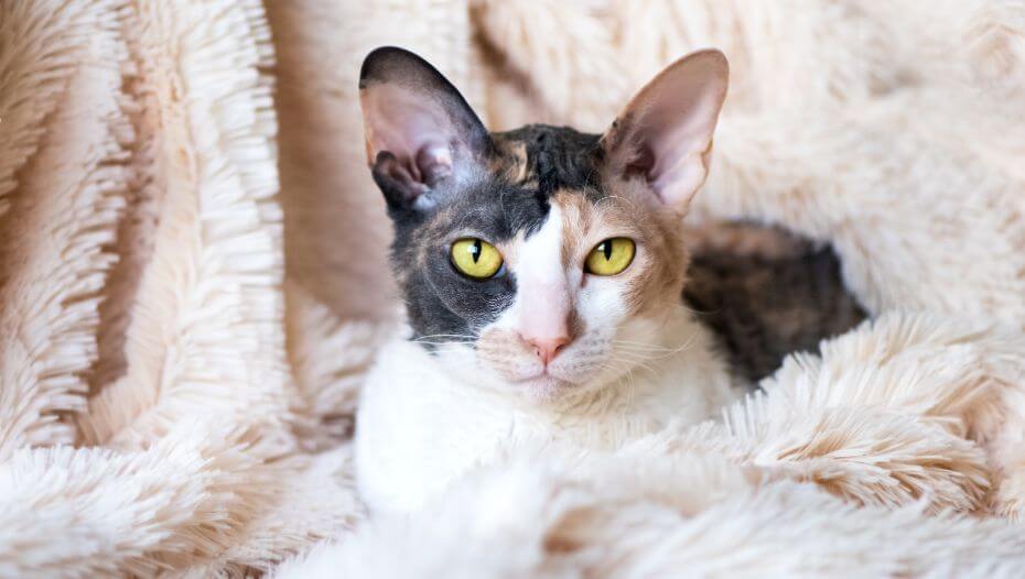 Cornish Rex Cat Breed Information Purina